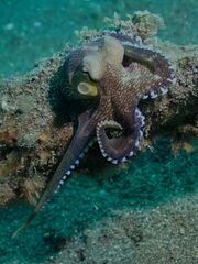 Amphioctopus marginatus