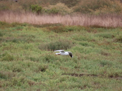 Chroicocephalus ridibundus