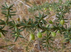 Asparagus aphyllus