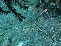 Dunckerocampus dactyliophorus