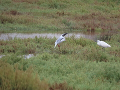 Chroicocephalus ridibundus