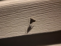 Herpetogramma phaeopteralis