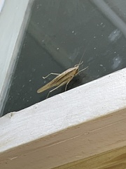 Neoconocephalus triops