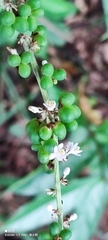 Liriope spicata