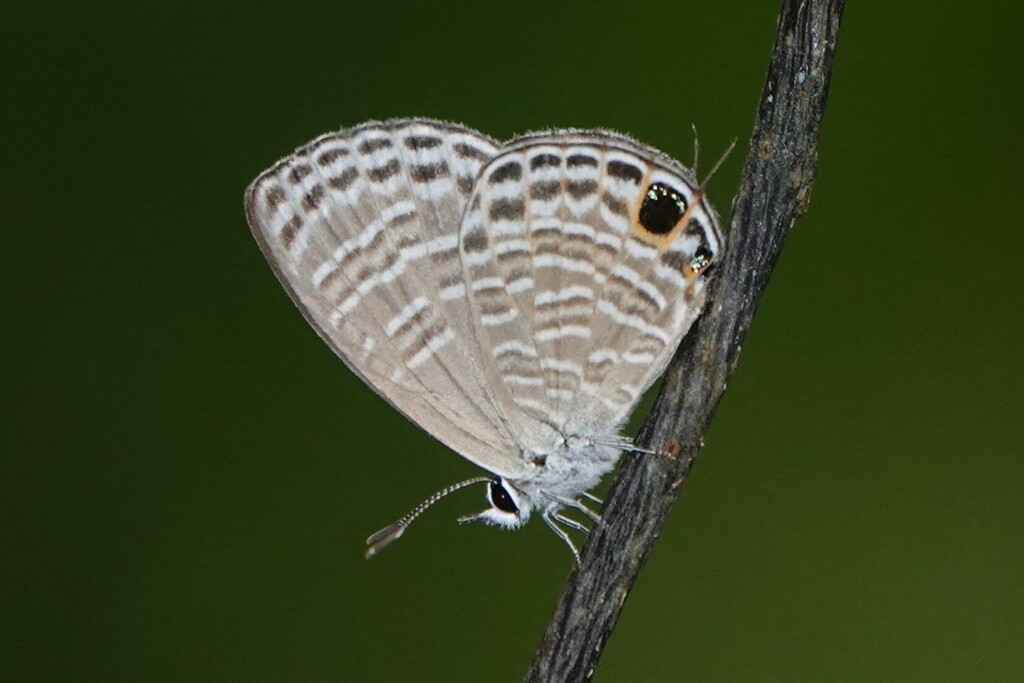 Small Fourline Blue