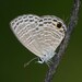 Small Fourline Blue - Photo (c) Soh Kam Yung, some rights reserved (CC BY-NC), uploaded by Soh Kam Yung