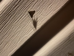 Herpetogramma phaeopteralis