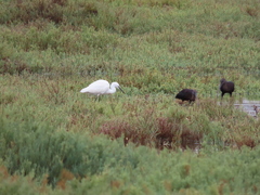 Egretta garzetta