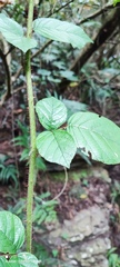 Rubus wallichianus