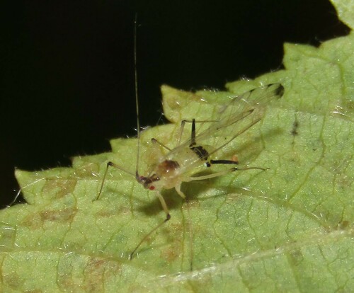 Drepanosiphum acerinum