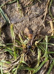 Ichneumon sarcitorius