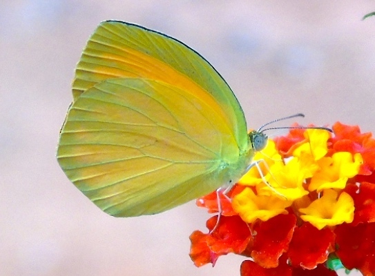 Tailed Orange