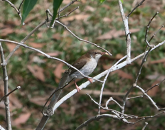 Ramsayornis modestus