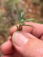 Spermacoce brachystema