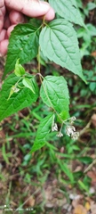 Eupatorium tashiroi