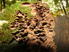 Hymenochaete rubiginosa