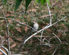 Ramsayornis modestus