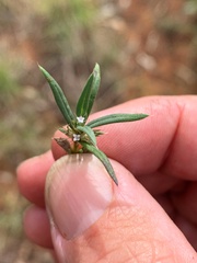 Spermacoce brachystema