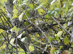 Helmitheros vermivorum