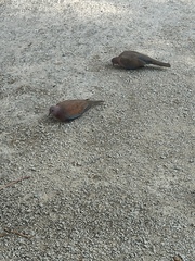 Streptopelia senegalensis