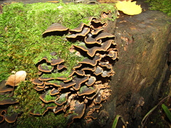 Hymenochaete rubiginosa