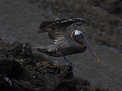 Pelecanus occidentalis urinator
