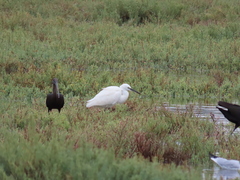 Egretta garzetta