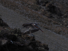 Pelecanus occidentalis urinator