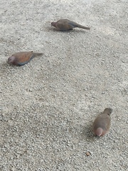 Streptopelia senegalensis