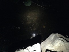 Bufo gargarizans