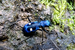 Pseudoxycheila tarsalis