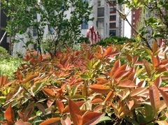 Photinia × fraseri