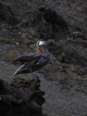 Pelecanus occidentalis urinator