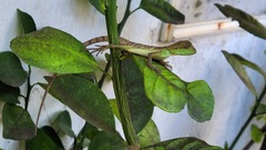 Physignathus cocincinus