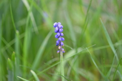 Muscari