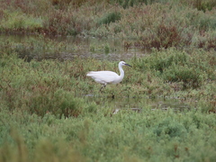 Egretta garzetta