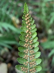 Dryopteridaceae
