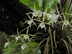Brassavola tuberculata