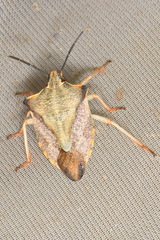Carpocoris mediterraneus atlanticus