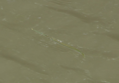 Zenarchopterus buffonis