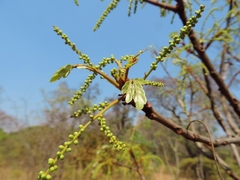 Burkea africana image