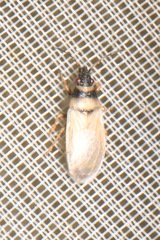 Oxycarenus pallens