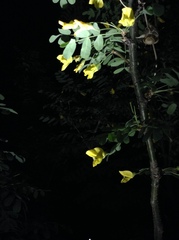Caragana microphylla