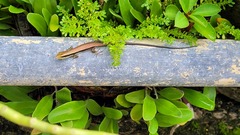 Eutropis longicaudata