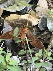 Protambulyx strigilis