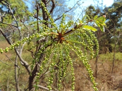 Burkea africana image