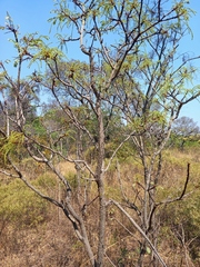 Burkea africana image