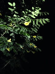 Caragana microphylla