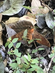 Protambulyx strigilis