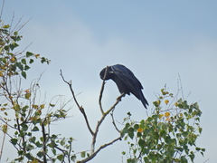 Corvus frugilegus